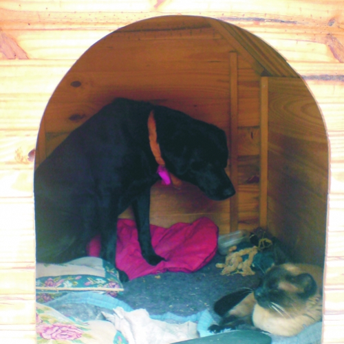 Viabilidade da homeopatia na medicina veterinária
